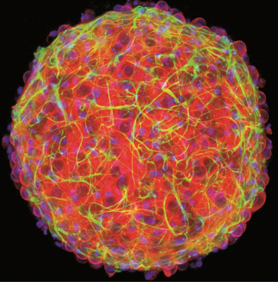 3D cortical neural spheroid