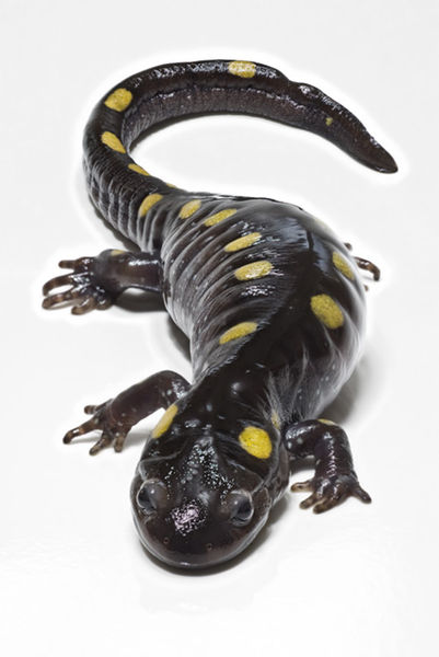 401px-SpottedSalamander