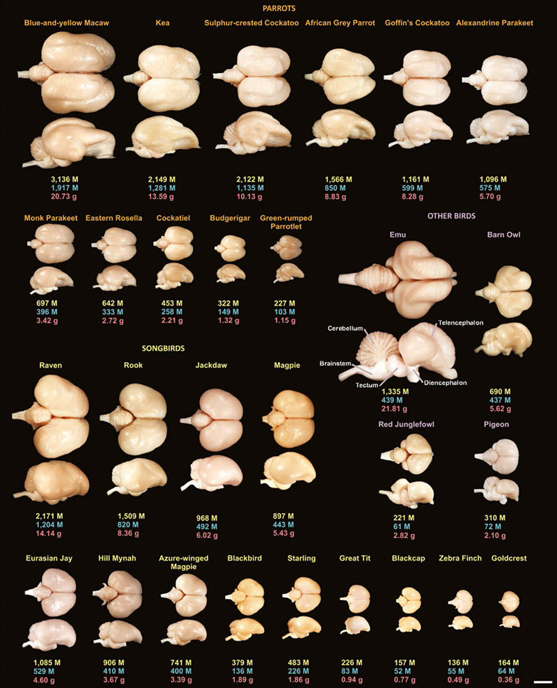 Avian brain collection