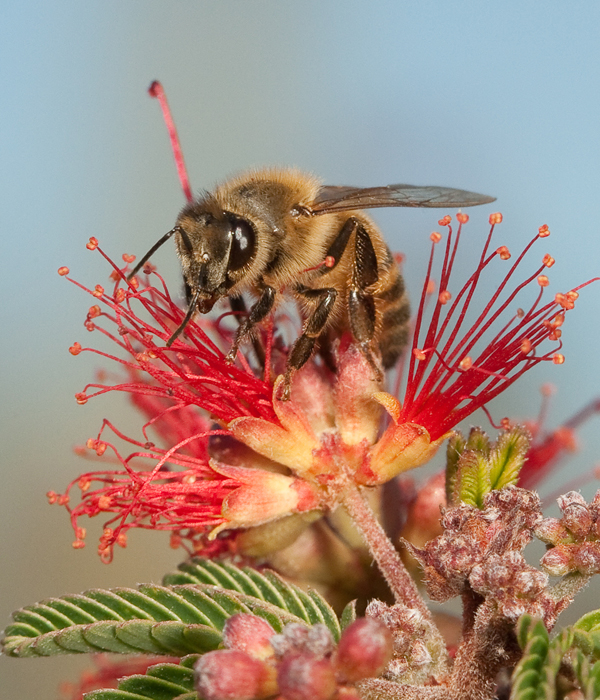 Bee on flower_1