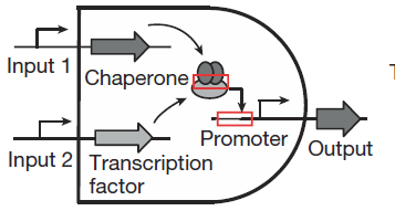 Bio_AND_gate