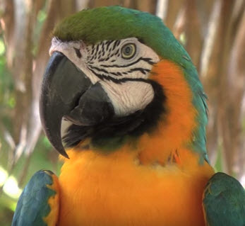 Bird Brain-ft