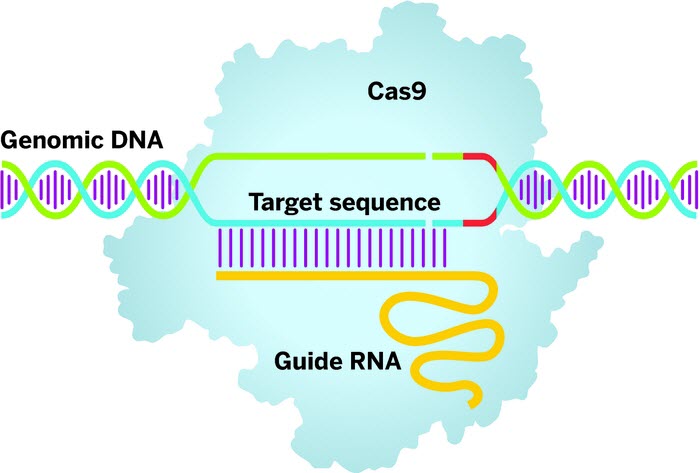CRISPRs technology employs guide RNA