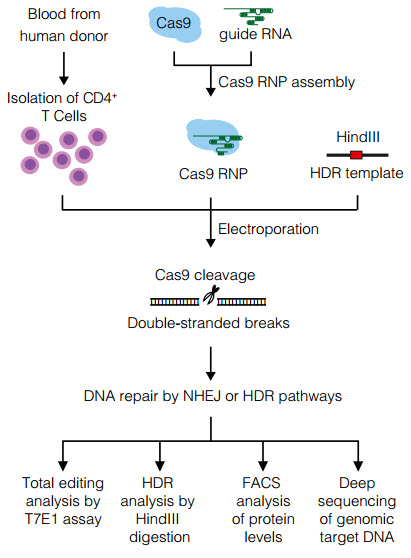 Cas9 single-guide RNA ribonucleoprotein