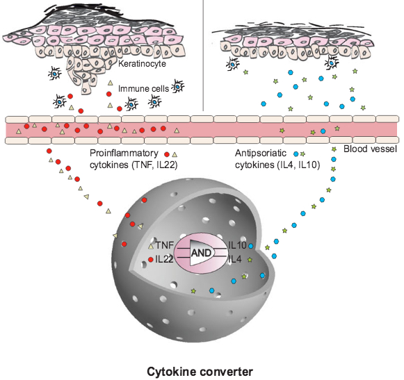 Cytokine converter