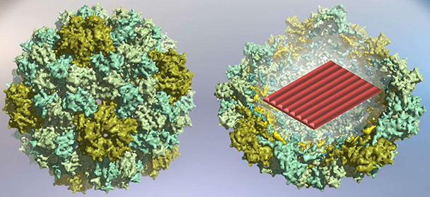 DNA Origami Nanostructures