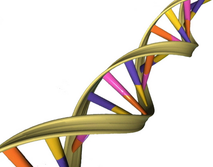 DNA model