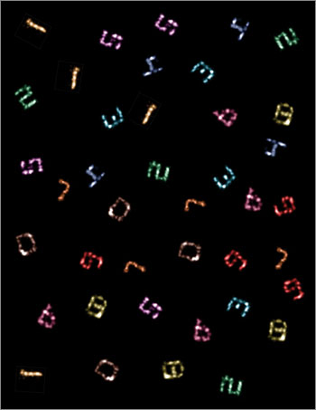 DNA-numerals-350x453 DNA-numerals-350x453