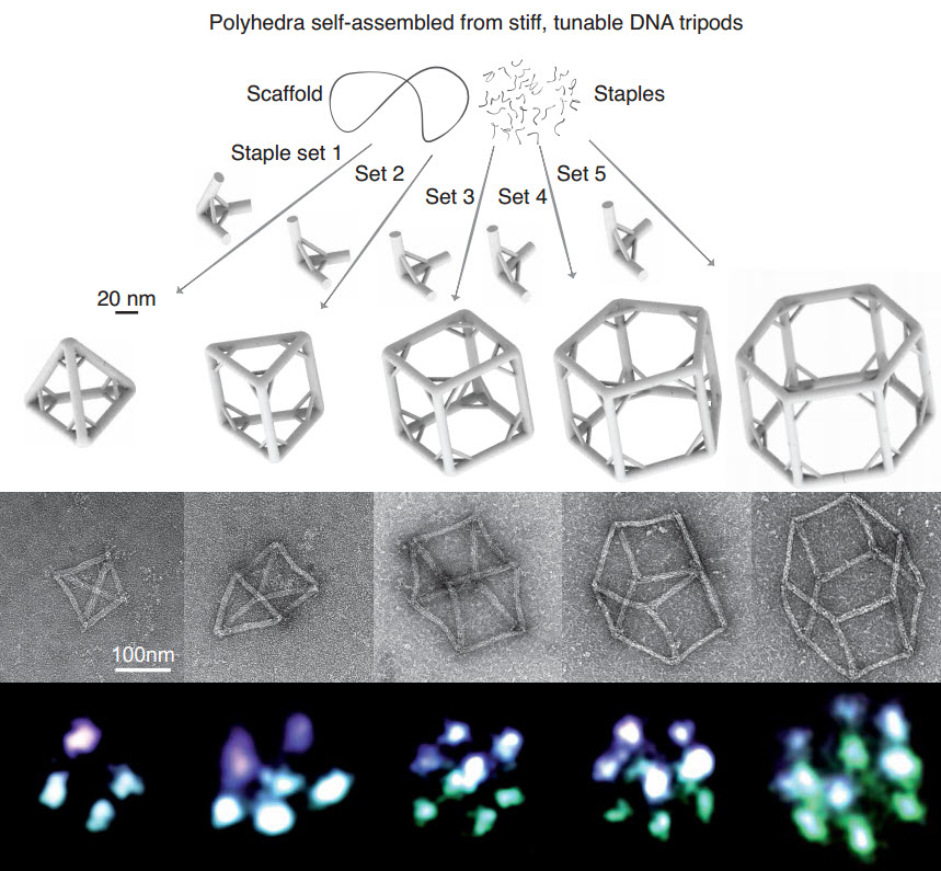 DNA-origami polyhedra