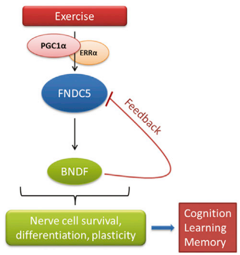 Exercise boosts brain health