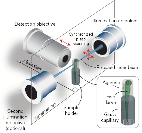 Fast volumetric imaging of the larval zebrafish brain