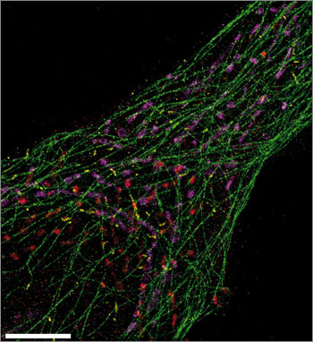 Fig2-CellComponents-3D-Color-350x382 Fig2-CellComponents-3D-Color-350x382