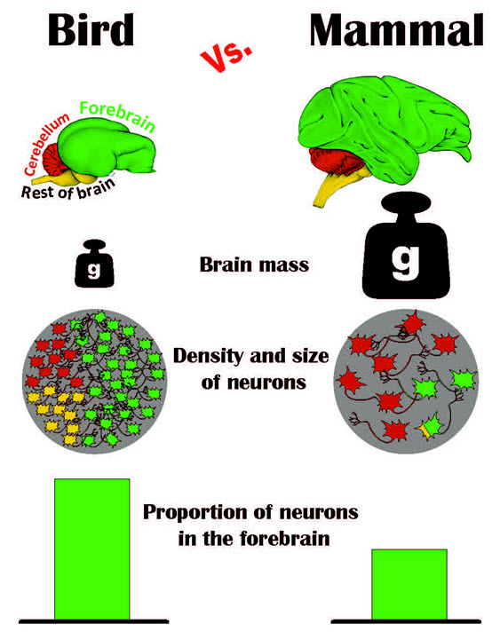 Graphical avian brain study