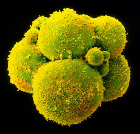 Human embryos at the centre of debate