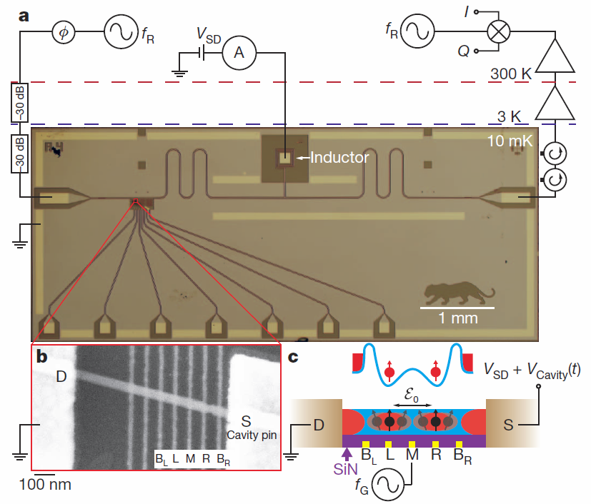 Hybrid DQD--superconducting resonator device