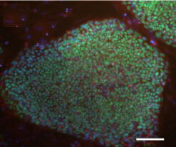 IPS pluripotency