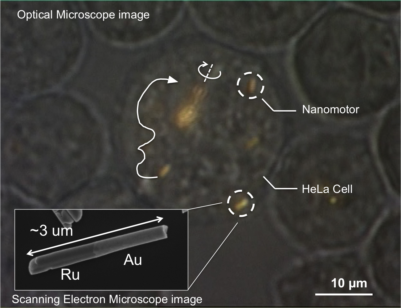 Mallouk_microscope-image_2-2014