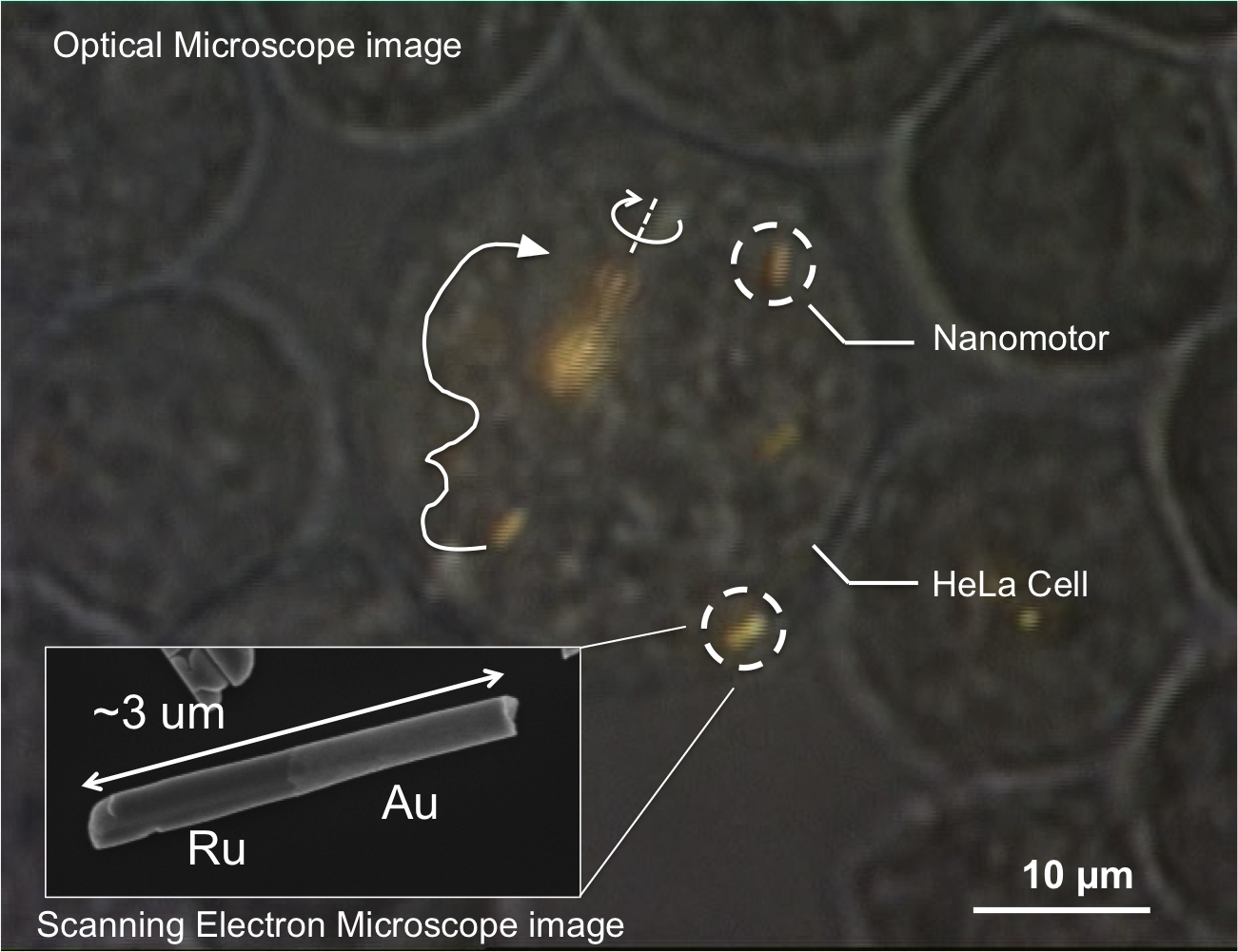 Mallouk_microscope-image_2-2014 Mallouk_microscope-image_2-2014