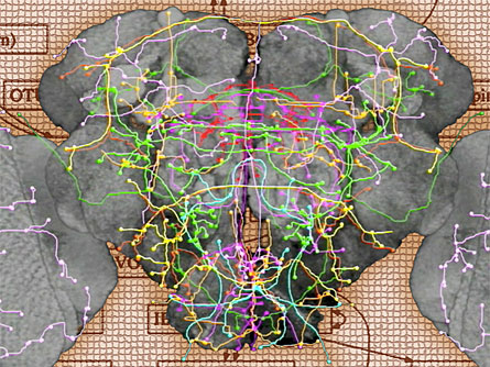 Mapping Fruit Fly Brain