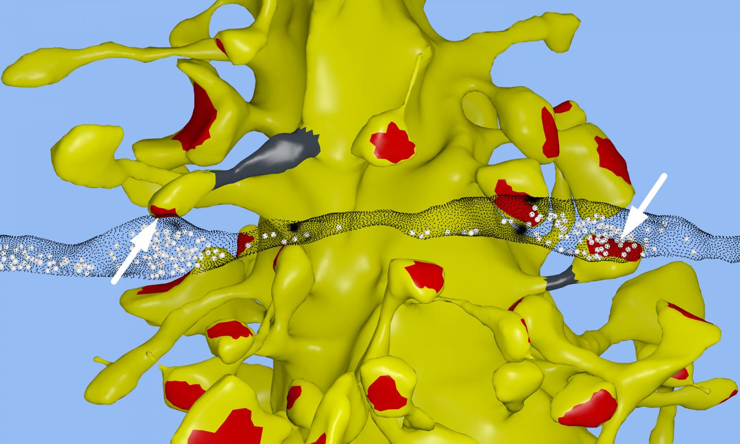 Memory Capacity of Brain Is 10 Times More Than Previously Thought