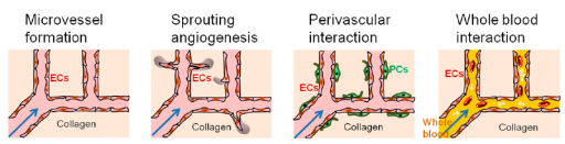 Microfluidic vessel networks
