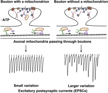 Motile_Axonal_Mitochondria_Contribute_to_the_Variability_of_Presynaptic_Strength