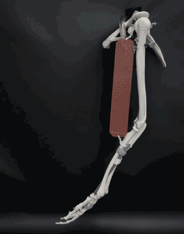 Muscle-Actuator
