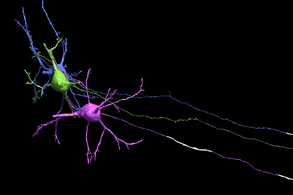 Myelin605 Myelin605