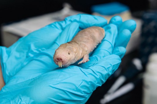 Naken mole rat