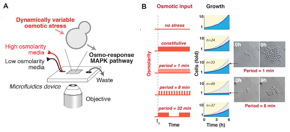 Osmotic oscillations
