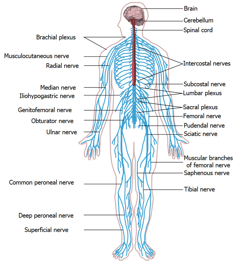 Peripheral nervous system