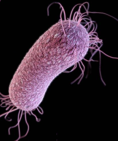 Pseudomonas aeruginosa