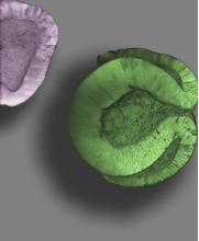 Retinal Tissue