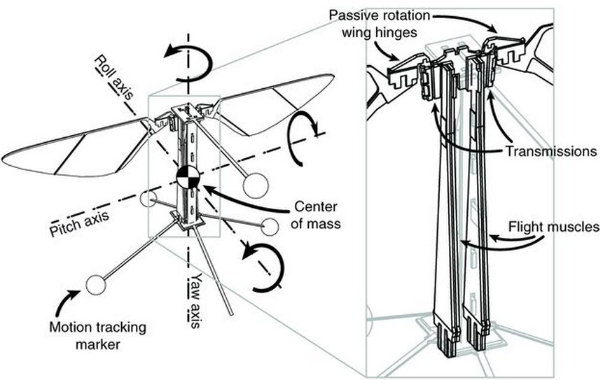Robot fly design
