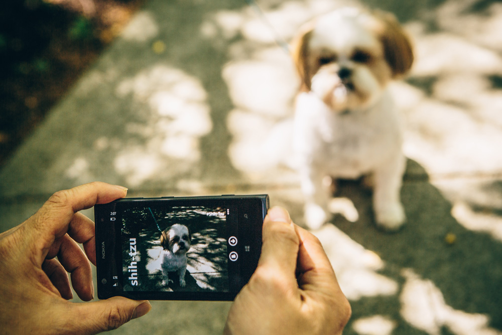 Shih_Tzu_outside_1