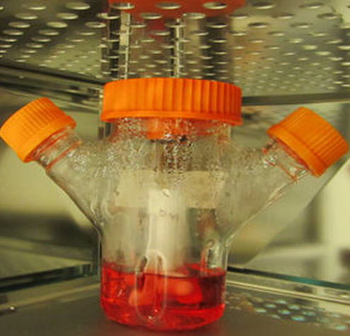 Spinning bioreactor system