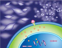 Synthetic genetic switches