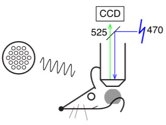 Transcranial calciuim imaging