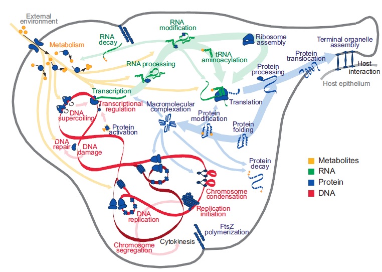Whole-Cell Model