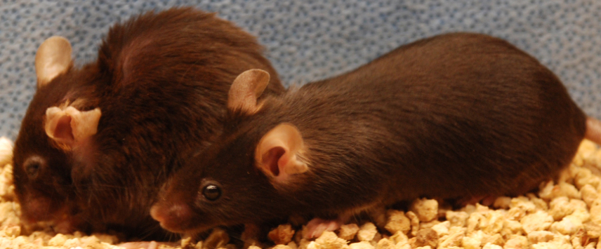 aged mice before-after