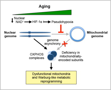 aging_reversal_cell