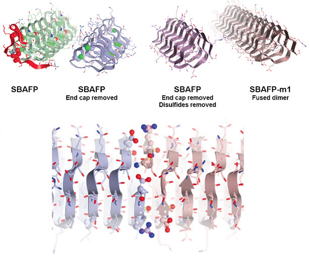 amyloid