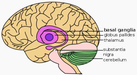 basal ganglia
