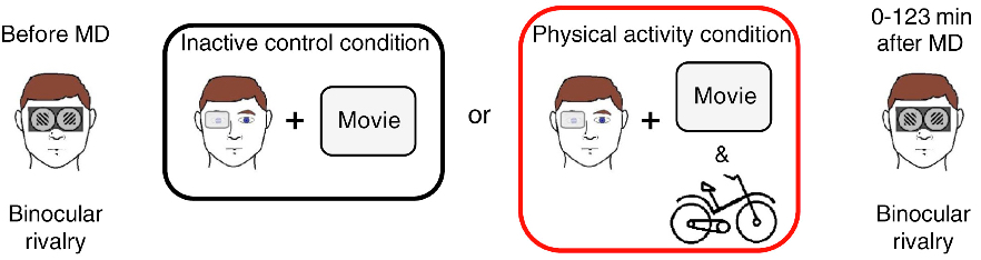 binocular rivaltry test