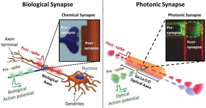 bio vs photonic synapse