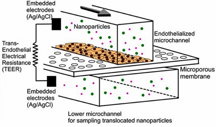 bloodvesselcellmicrochip