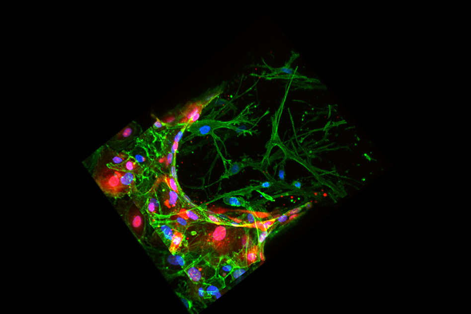 bone_mimicking_microenvironment