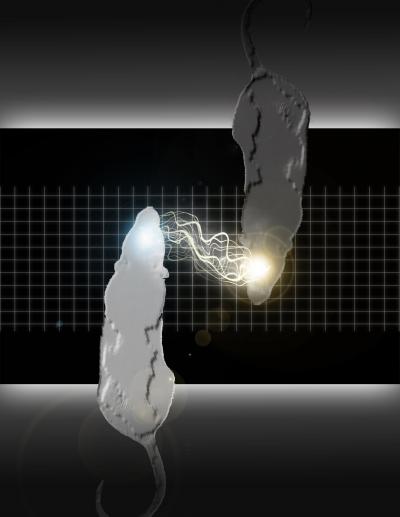 brain_2_brain_rats brain_2_brain_rats