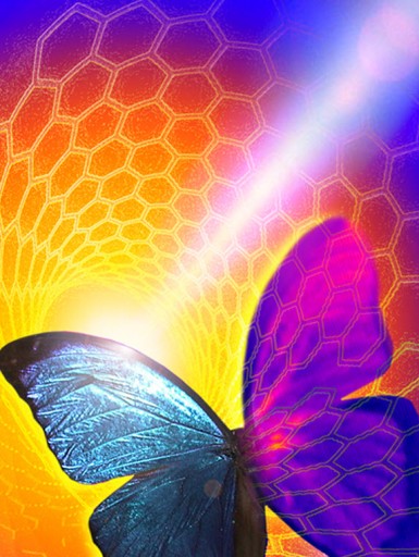 butterfly