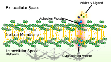 cell adhesion